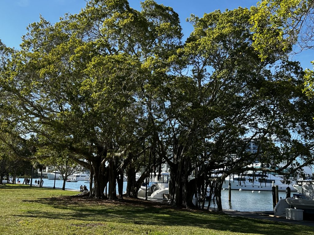Človeška življenja so kot drevesa. Kar imamo zapisano v umu(koreninah), tako delujemo in izgledamo.